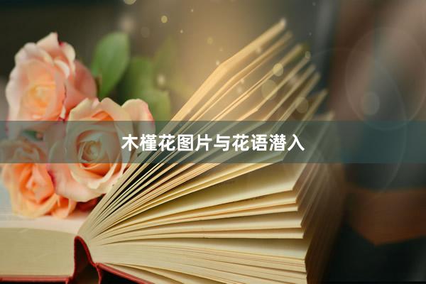 木槿花图片与花语潜入